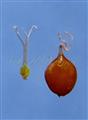  Pistil and Nut